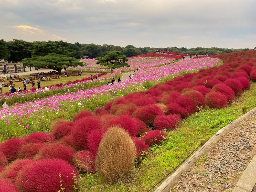 2023年日本掃帚草景點｜茨城縣國營常陸海濱公園