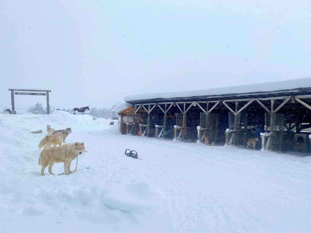 北海道狗拉雪橇體驗｜超好玩日本冬季限定活動