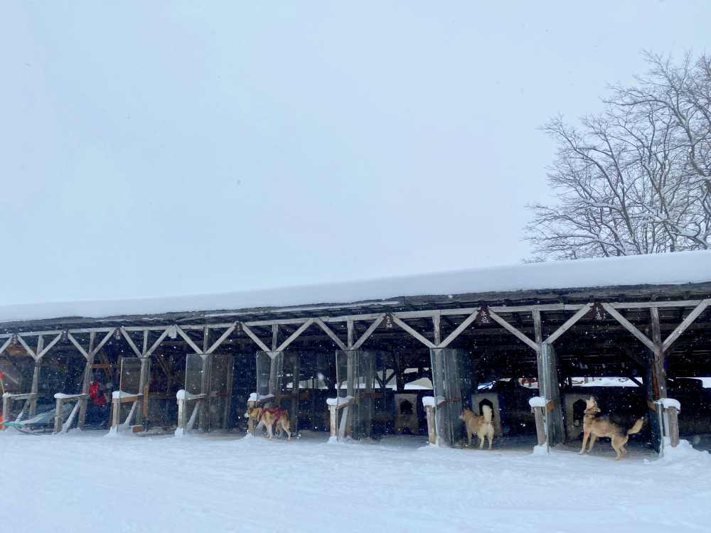 北海道狗拉雪橇體驗｜超好玩日本冬季限定活動