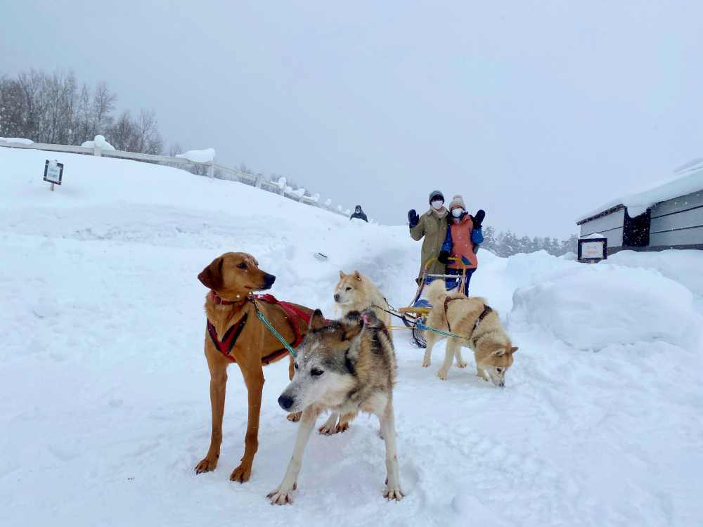 北海道狗拉雪橇體驗｜超好玩日本冬季限定活動