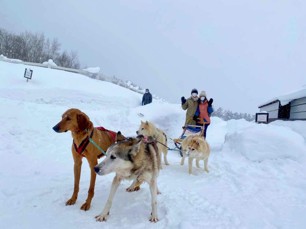 北海道狗拉雪橇體驗｜超好玩日本冬季限定活動