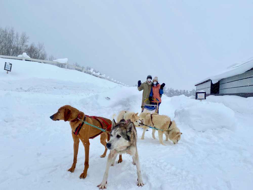 北海道狗拉雪橇體驗｜超好玩日本冬季限定活動