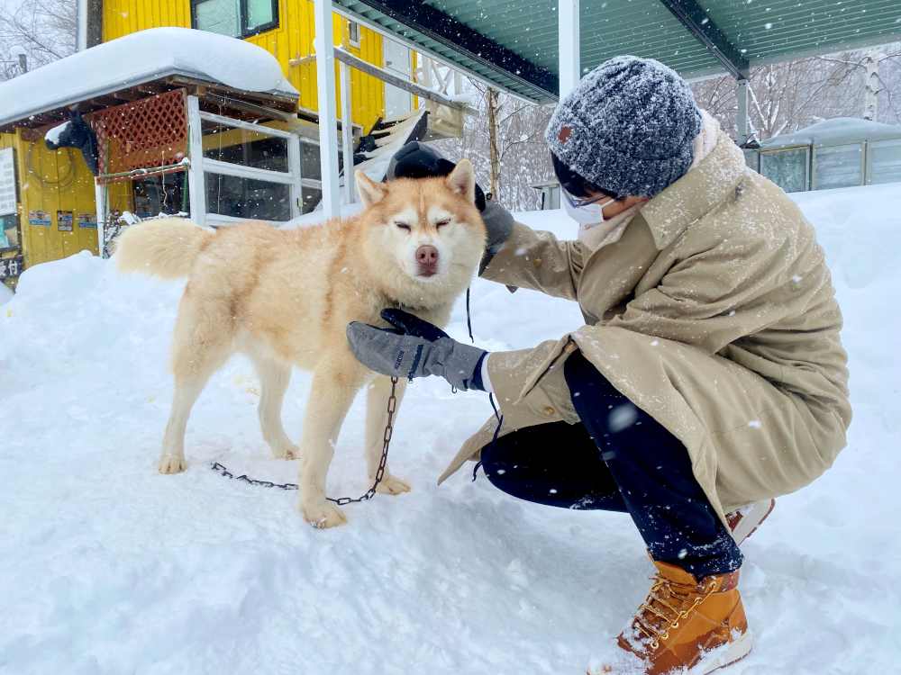 北海道狗拉雪橇體驗｜超好玩日本冬季限定活動