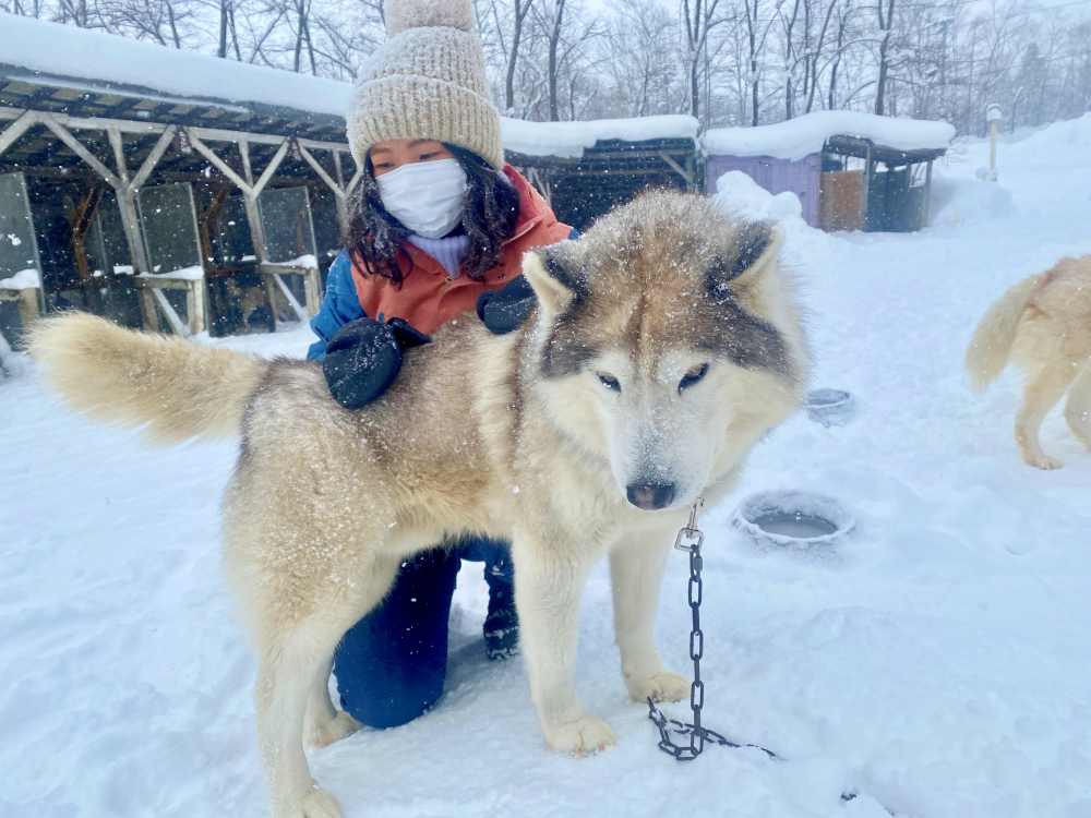 北海道狗拉雪橇體驗｜超好玩日本冬季限定活動