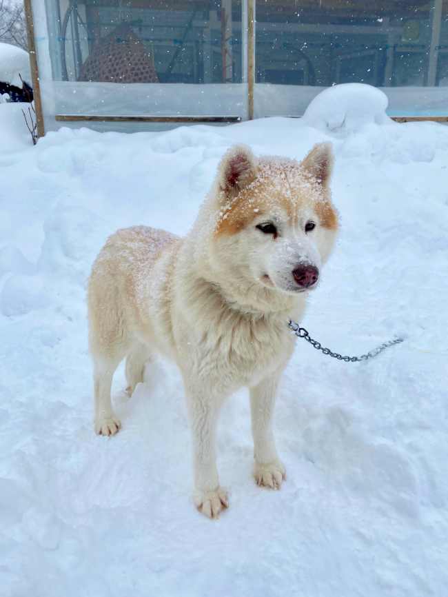 北海道狗拉雪橇體驗｜超好玩日本冬季限定活動