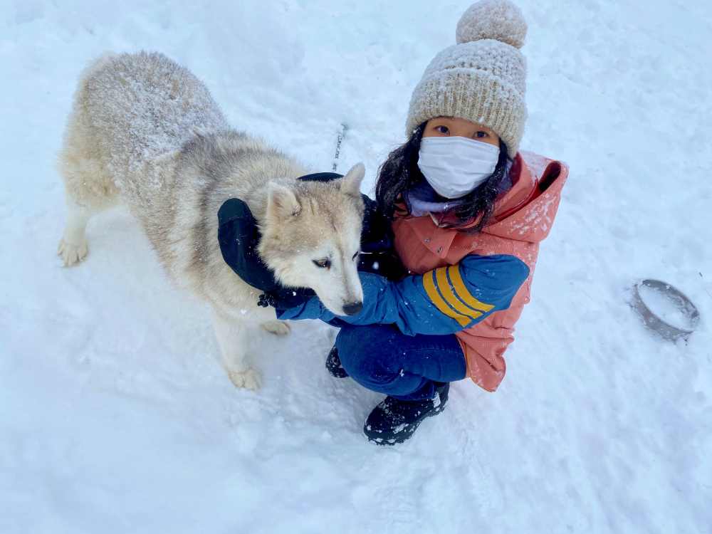 北海道狗拉雪橇體驗｜超好玩日本冬季限定活動