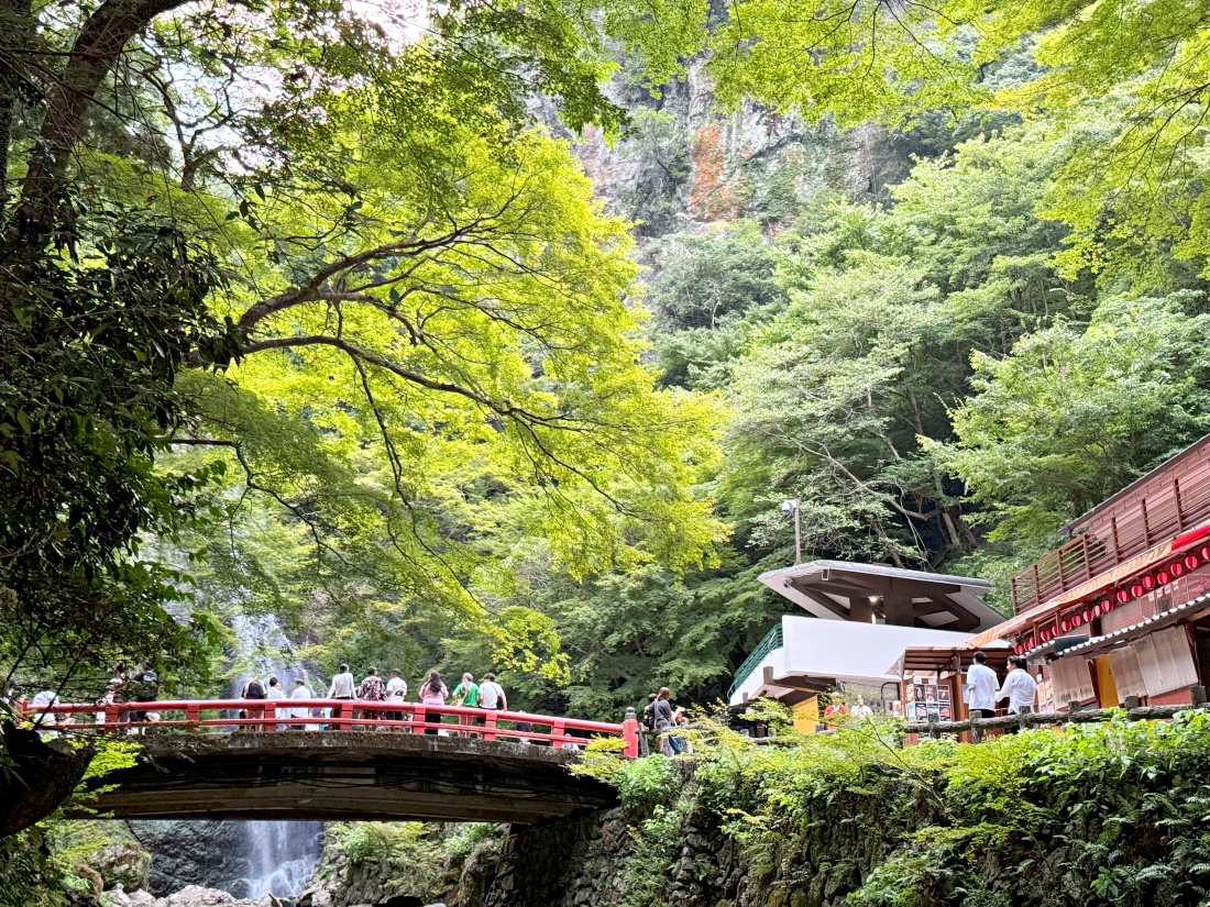 2024年天皇都覺得靈驗的祈勝達摩寺｜大阪勝尾寺