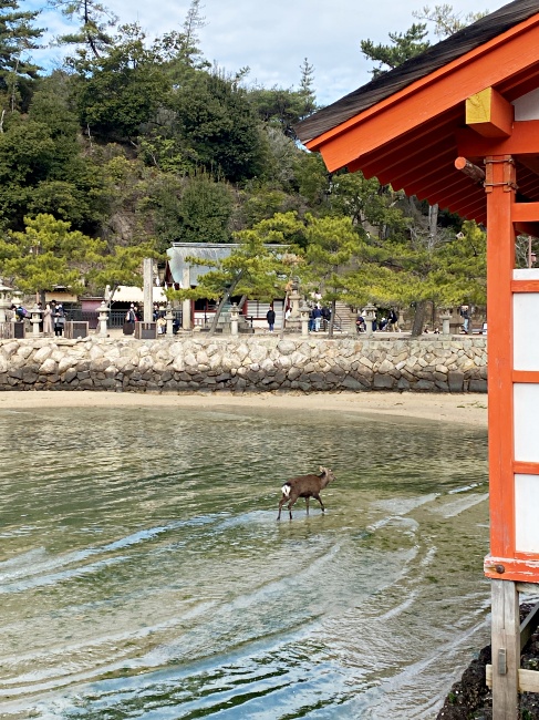 2024年廣島宮島｜世界遺產日本三景