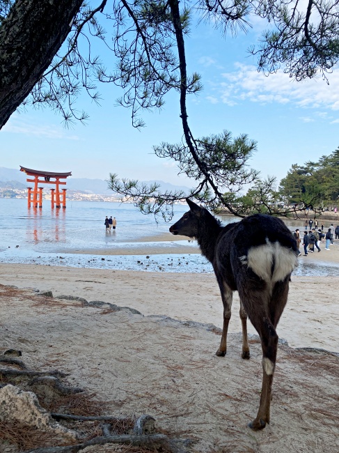 2024年廣島宮島｜世界遺產日本三景